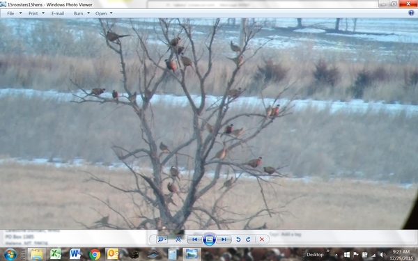 2023 South Dakota Pheasant Hunting Summer Update
